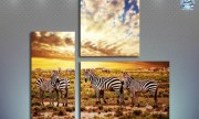 Африканские зебры