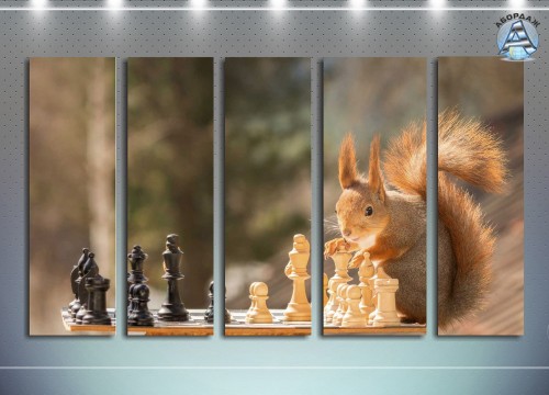 Белка и шахматы