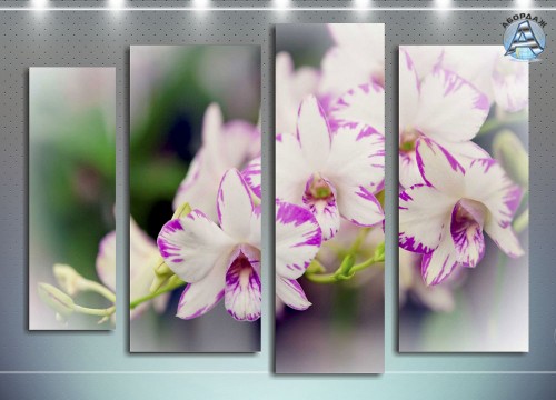 Орхидея нежная